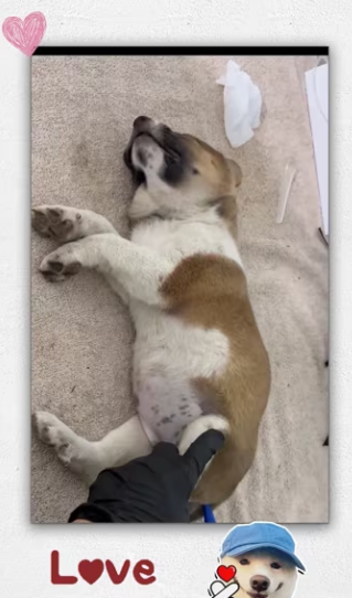 Rescue poor puppy then_part2