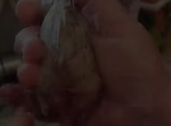 Surprise 1 mother later. #rescue #rescueanimals #animals #fyp #fox