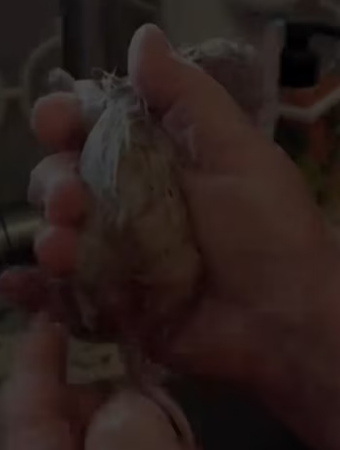 Surprise 1 mother later. #rescue #rescueanimals #animals #fyp #fox