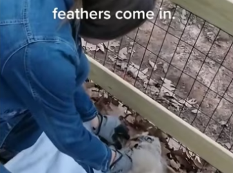 The girl rescued a owl and then…… #rescue #rescueanimals #bird #owl #…