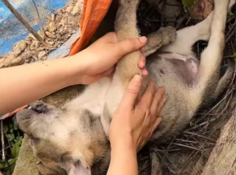 The girl rescues a dying dog lying on the side of the road and the en…