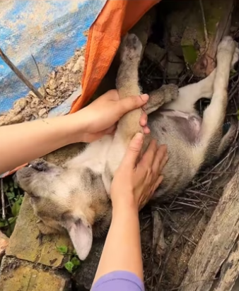The girl rescues a dying dog lying on the side of the road and the en…