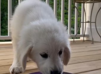 The kind couple saved an puppy �������❤️❤️❤️❤️❤️❤️❤️#rescue #rescuedo…