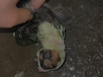A newborn puppy was abandoned by its mother in the rain, it was adopt…