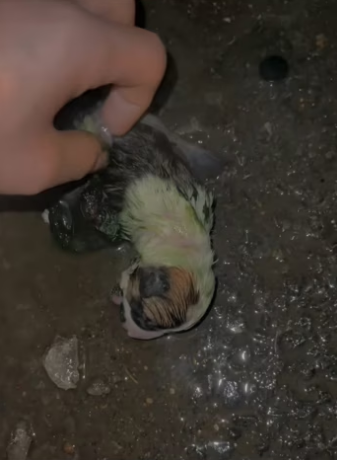 A newborn puppy was abandoned by its mother in the rain, it was adopt…