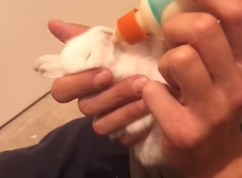 Couple rescues newborn baby rabbit and their happy ending �������#res…
