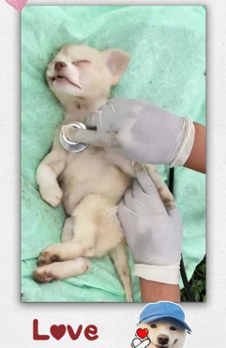 Rescue puppy on train tracks then_part2