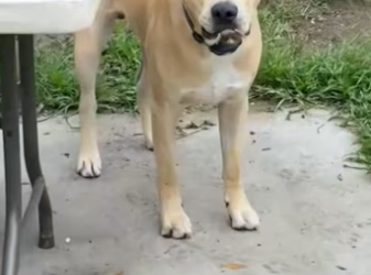 OMG ! If it wasn’t for this wonderful dog, it would have died for sur…