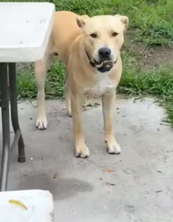 OMG ! If it wasn’t for this wonderful dog, it would have died for sur…