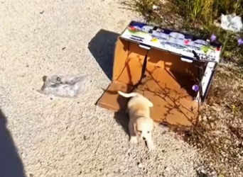 A kind man adopted an abandoned dog on the side of the road ��������❤…