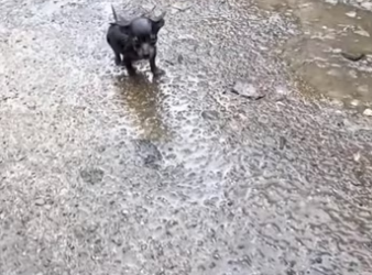 Cute dog �����❤️❤️❤️❤️❤️❤️❤️#rescue #rescueanimals #animals #animalso…