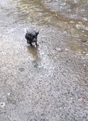 Cute dog �����❤️❤️❤️❤️❤️❤️❤️#rescue #rescueanimals #animals #animalso…