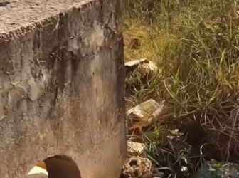 Found a lost dog lying in a landfill and then …. #rescue #rescuedog…