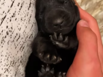 Found a newborn dog thrown into the trash for no reason�����#rescue #…