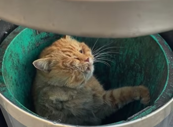 I found a cat abandoned in a trash can. It was so pitiful that I deci…