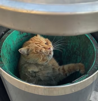 I found a cat abandoned in a trash can. It was so pitiful that I deci…