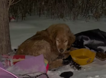 I found a golden retriever abandoned in the snow. It was so pitiful. …