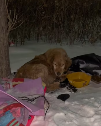 I found a golden retriever abandoned in the snow. It was so pitiful. …