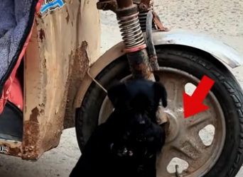 I saw a mother dog carrying her puppy in her mouth. I decided to help…