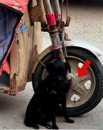 I saw a mother dog carrying her puppy in her mouth. I decided to help…