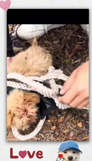 Rescue puppy_part2
