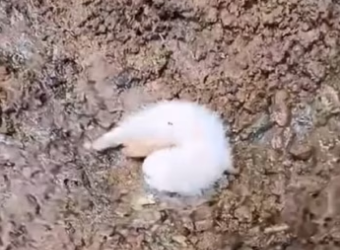 If it were you, would you save this cute baby？ #rescue #rescueanimals…