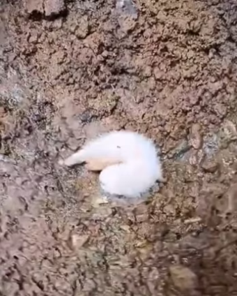 If it were you, would you save this cute baby？ #rescue #rescueanimals…