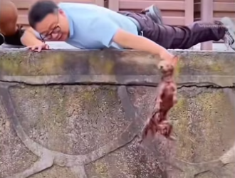 kind family rescue dog. #rescue #rescueanimals #animals #animal…