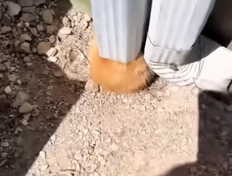 Oh my god, how did the cat get stuck in there？ #rescue #rescuecat #re…