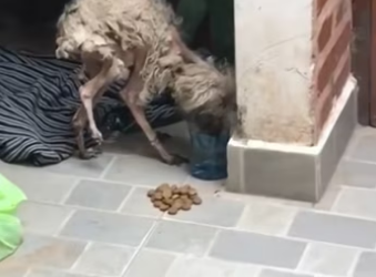 Please stop by and send a well wish to this wonderful dog and man����…