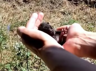 Rescue a baby cat �������❤️❤️❤️❤️❤️❤️❤️❤️❤️#rescue #rescuecat #rescue…