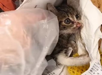 Rescue a baby cat ��������❤️❤️❤️❤️❤️❤️#rescue #rescuecat #rescuekitte…