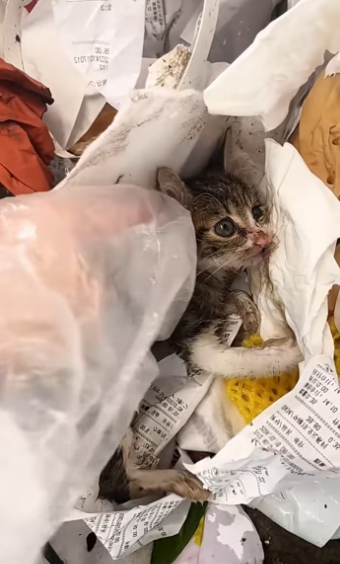 Rescue a baby cat ��������❤️❤️❤️❤️❤️❤️#rescue #rescuecat #rescuekitte…