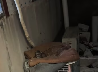 found an abandoned kitten in derelict factory building, it