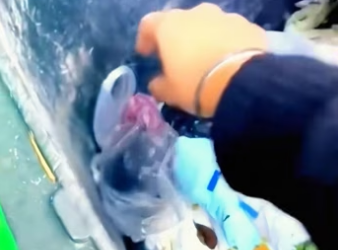 found an abandoned puppy in trash can took it home, the…