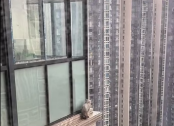 found cat trapped outside window on 30th floor, then