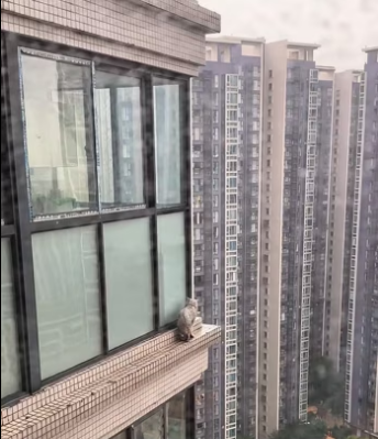 found cat trapped outside window on 30th floor, then