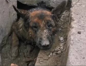 found dog trapped in sewer drain. It looked pitifully at pa…