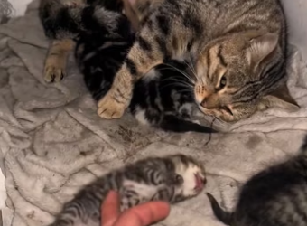 found kitten wasn breathing, but didn give up,and then…