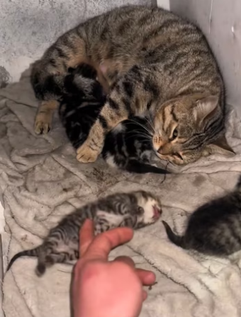 found kitten wasn breathing, but didn give up,and then…