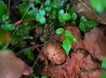 found little animal in grass. It looked so pitiful too…