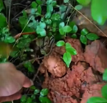 found little animal in grass. It looked so pitiful too…