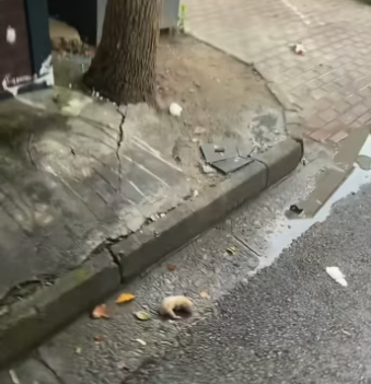 found newborn puppy downstairs. It was so pitiful decided