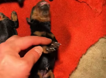 found newborn puppy lying stiff, as if it had no signs of life.