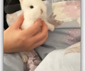 Couple rescues newborn baby rabbit their happy end_part2