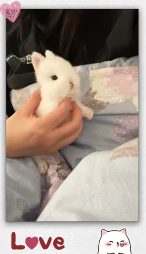Couple rescues newborn baby rabbit their happy end_part2