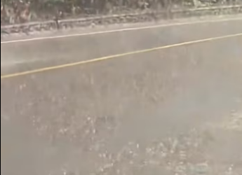 found pair of puppies huddling together in middle of road…