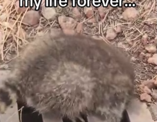 He became a dog dad wholesome animals