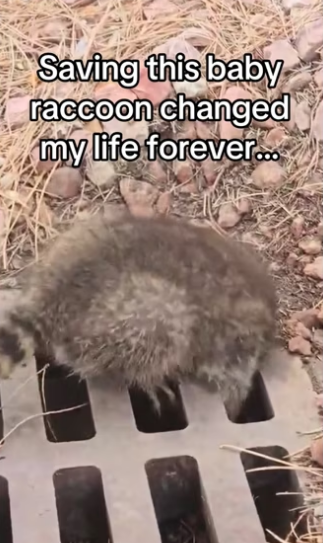 He became a dog dad wholesome animals