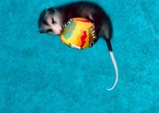 I guess I scared him wholesome animals